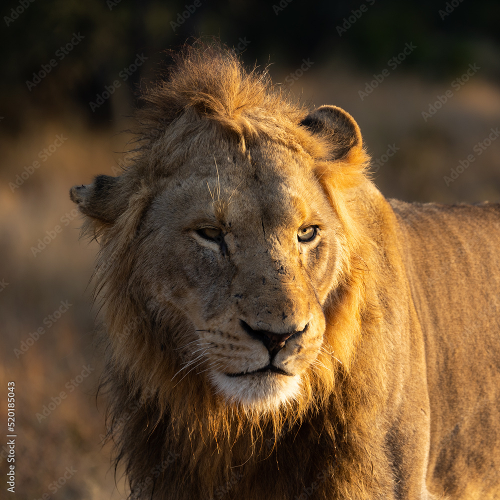 Fototapeta premium Male lion in the golden hour