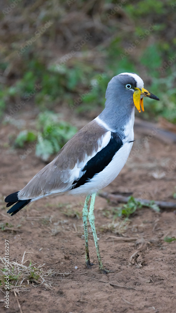 A white-crowned lapwing at a waterhole A white-crowned lapwing at a waterhole
