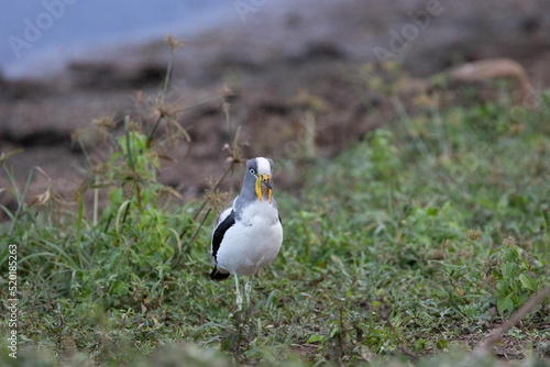 A white-crowned lapwing at a waterhole