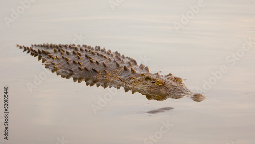 Fotografija A Nile crocodile in a waterhole