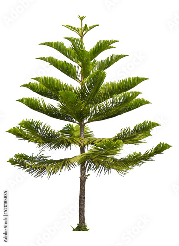 isolated single Norfolk island pine tree on white background with clipping path photo