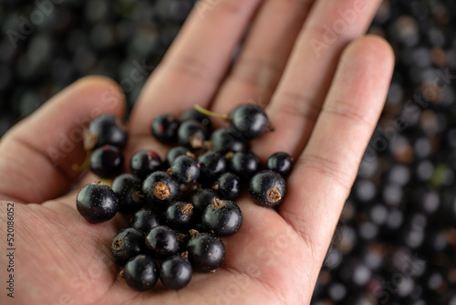 Blackcurrant in the palm of your hand
