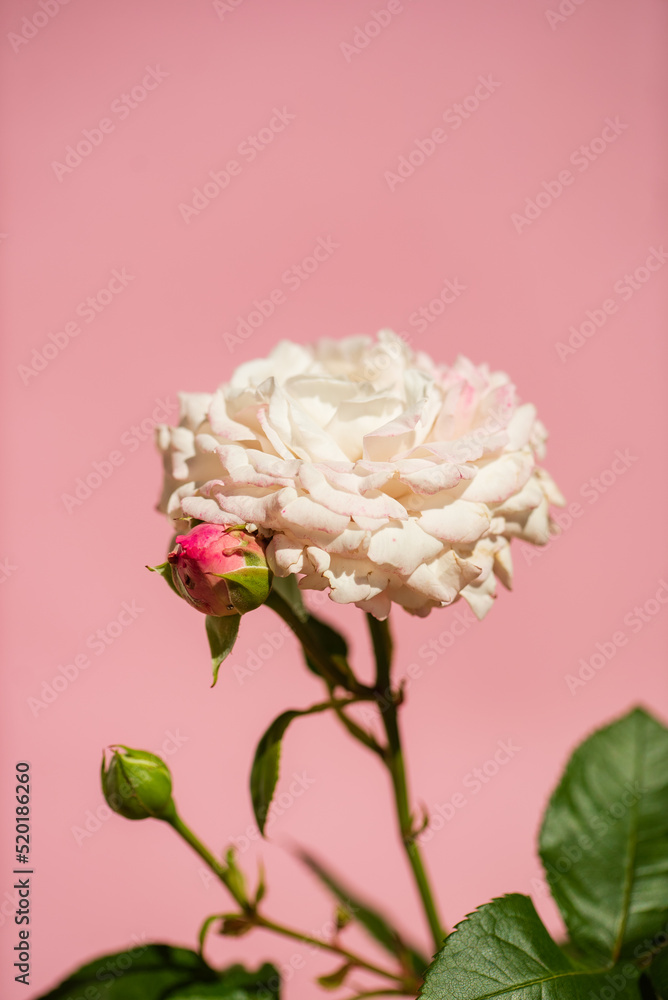 single rose in the vase single rose in the vase