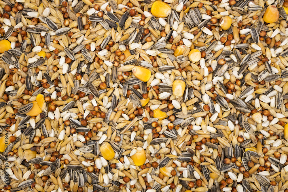 shallow depth of field bird seed