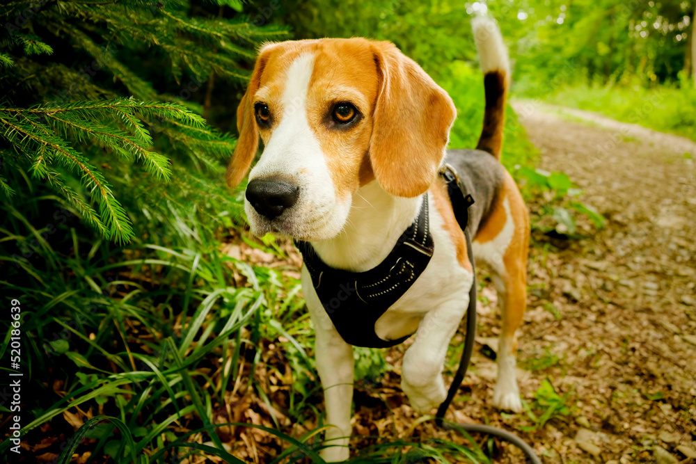A Beagle dog on a walk in forest on a cloudy day. Portrait of a Beagle dog A Beagle dog on a walk in forest on a cloudy day. Portrait of a Beagle dog