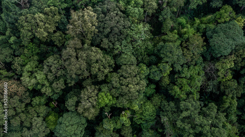 Aerial view forest tree, Rainforest ecosystem and healthy environment concept and background, Texture of green tree forest view from above. © Darunrat