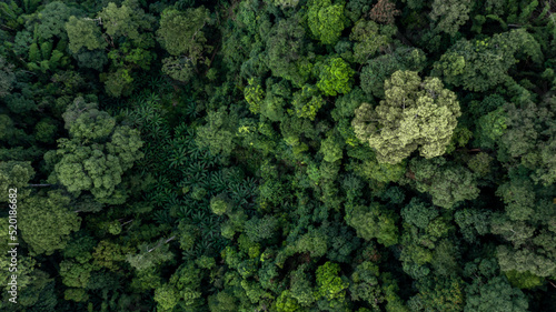 Aerial view forest tree, Rainforest ecosystem and healthy environment concept and background, Texture of green tree forest view from above.