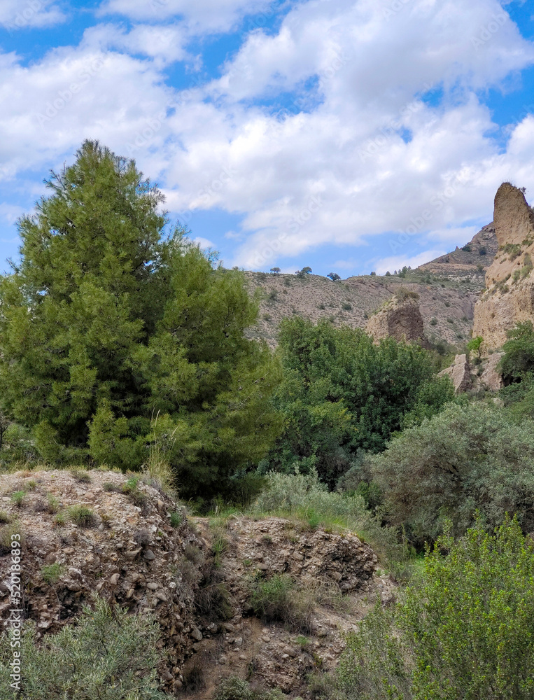 Forest in Andalusia