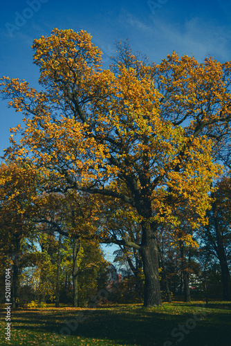 autumn trees in the park with blue sky on background