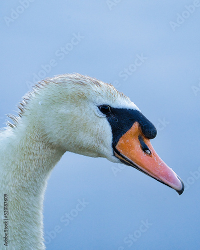 Wallpaper Mural mute swan portrait Torontodigital.ca