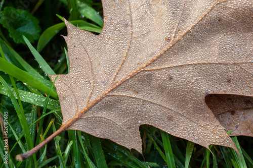 leaf with dew © Markus