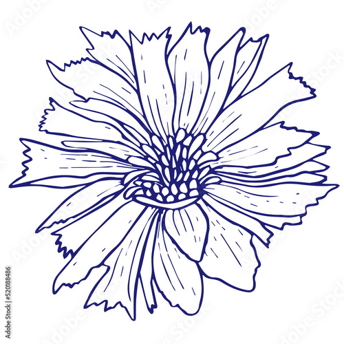 Chicory flower doodle sketch. Hand drawn vector illustration isolated on white background.