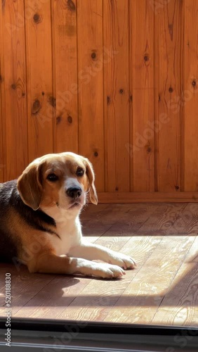 Cute beagle dog yawn lying on the floor. Funny dog. Pet.