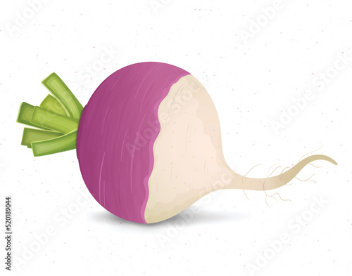 Turnip Vegetable vector illustration isolated on white background