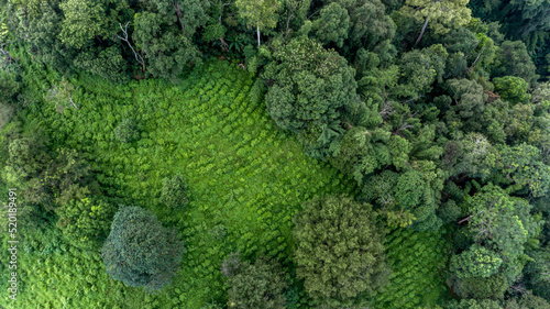 Aerial view green tea plantation on moutain hill north of Thailand, Top view green tea plantation in forest. © Kalyakan