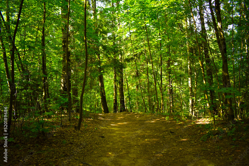 Fototapeta premium path in the green dense deciduous forest