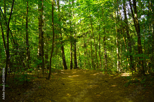 Fototapeta Naklejka Na Ścianę i Meble -  path in the green dense deciduous forest