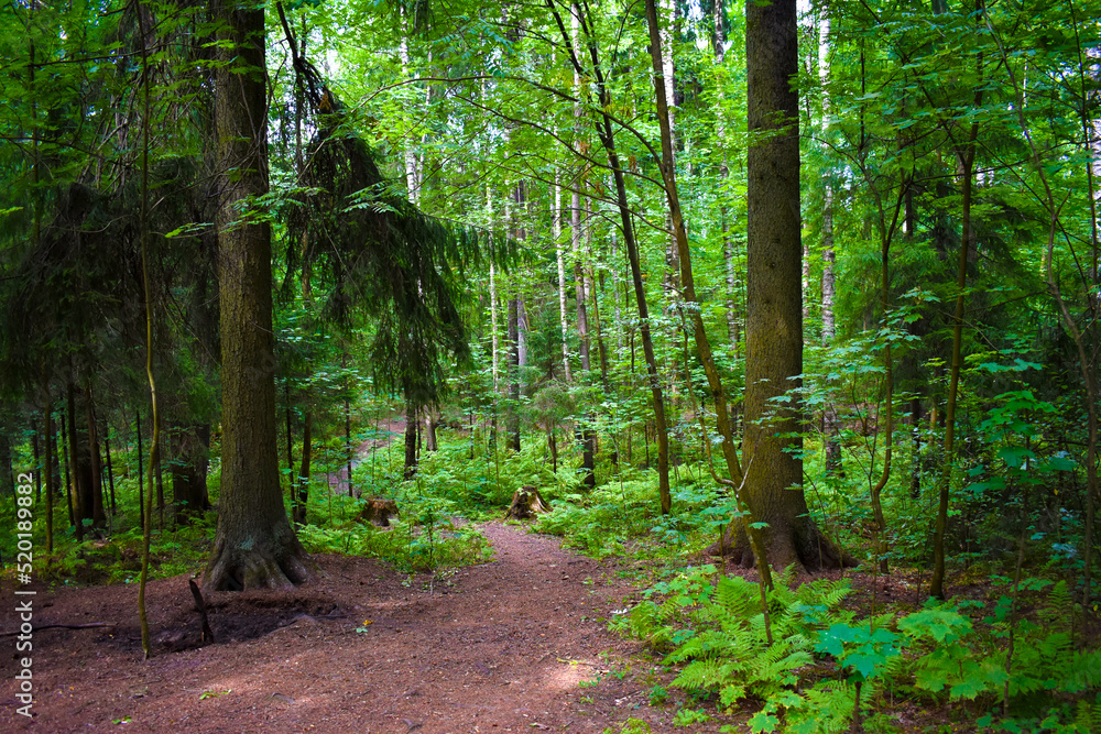 path through dense green forest path through dense green forest