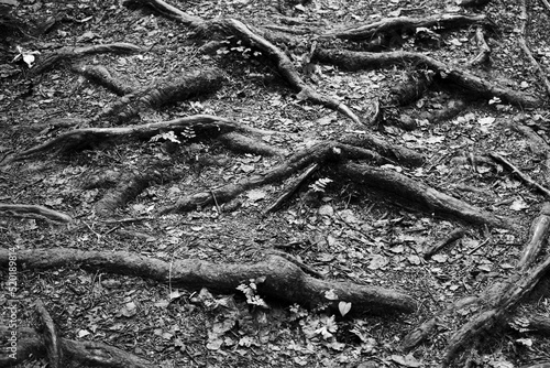 tree roots in the ground close up black and white