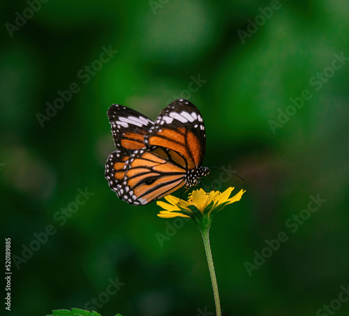 monarch butterfly on a flower