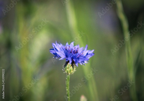 blue flower in the garden © Luna