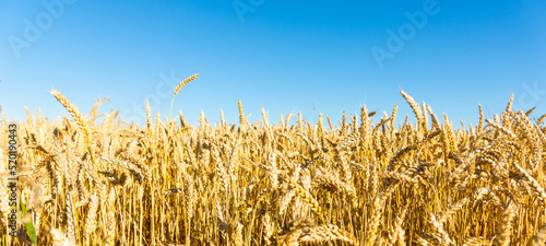 Beautiful harvest of ripe golden wheat rye ears under a clear blue sky background.Close-up.Selective focus.Banner.