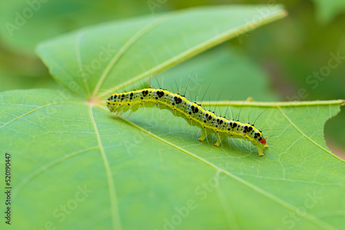 フタトガリコヤガの幼虫