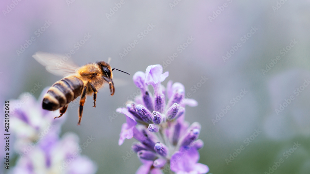 Honey bee pollinating lavender flowers. Plant decay with insects. Blurred summer background of lavender flowers with bees. Beautiful wallpaper. soft focus. Lavender Field Bee flying over flower - obrazy, fototapety, plakaty 