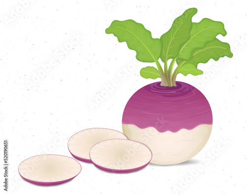 Turnip Vegetable vector illustration with green leaves and vegetable round slices