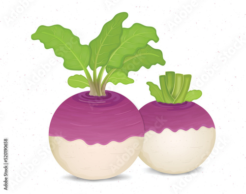 Turnip Vegetable vector illustration isolated on white background