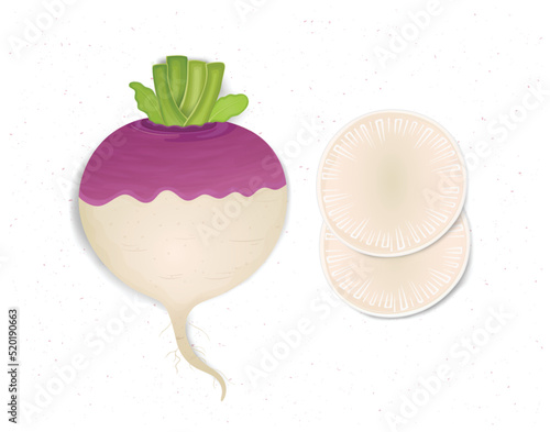 Turnip Vegetable vector illustration with turnip round slices from the top view