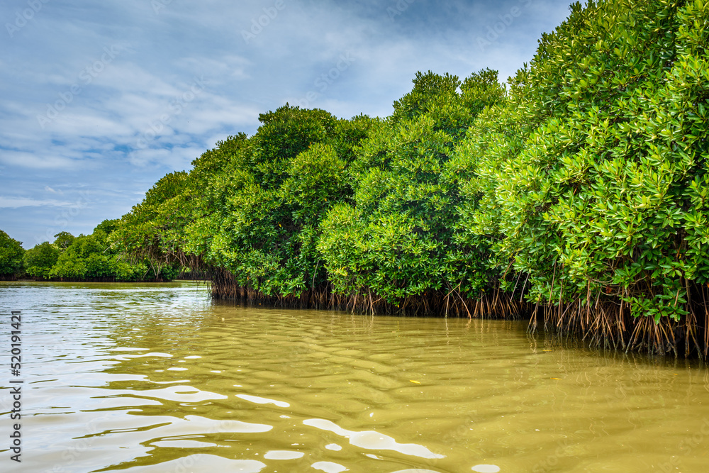 File:Pichavaram Mangrove.jpg - Wikipedia