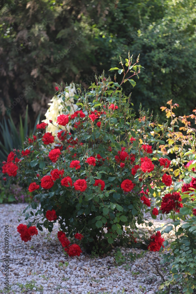 Rosal rosas rojas