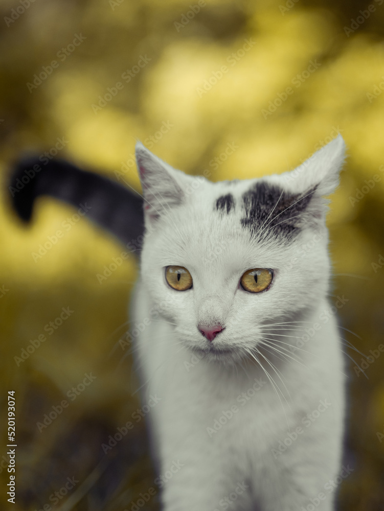 white cat on the grass