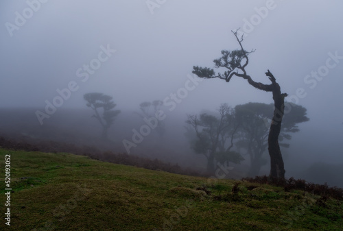 Misty foggy morning in the Fanal forest. Madeira island, Portugal. October 2021