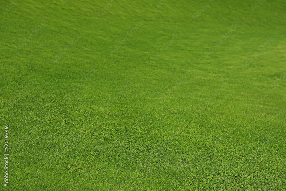 Fresh green grass as background, closeup view Fresh green grass as background, closeup view