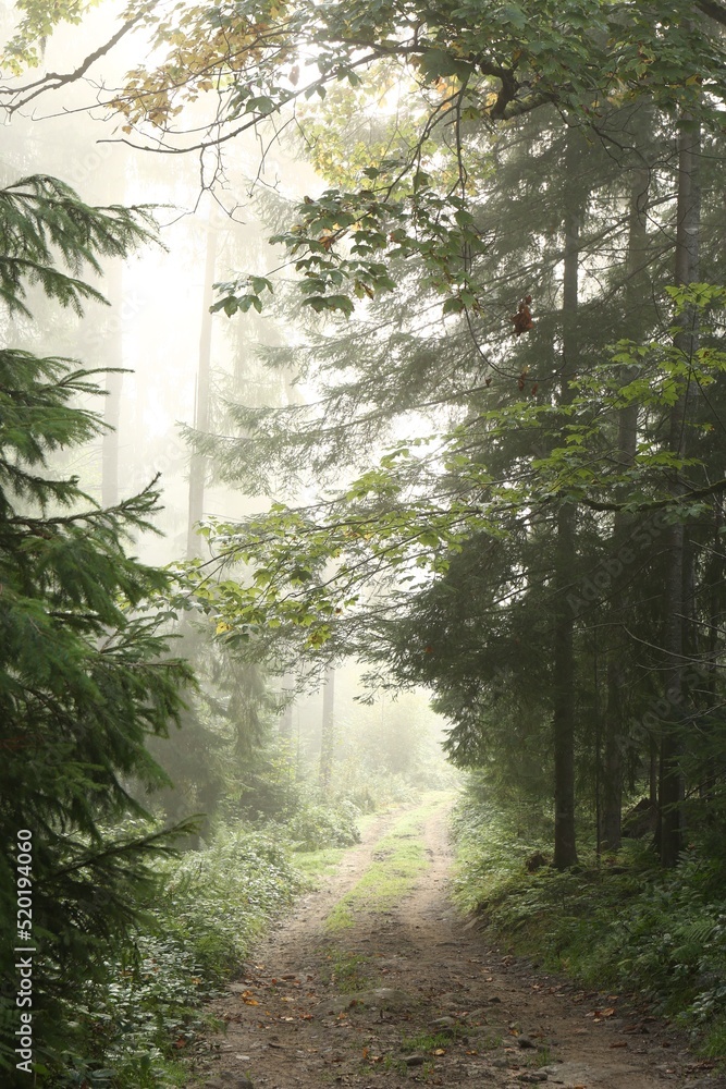 Picturesque view of path through foggy forest. Beautiful landscape