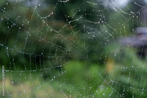 Beautiful natural background with a necklace of water drops on a cobweb in the grass in spring summer. The texture of the dew drops on the web in nature macro macro with soft focus. High quality photo