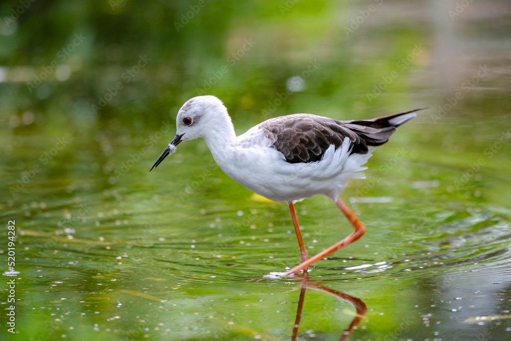 Stelzenläufer, Himantopus himantopus , dieser kleiner Vogel ist ein Langstreckenzieher Stelzenläufer, Himantopus himantopus , dieser kleiner Vogel ist ein Langstreckenzieher