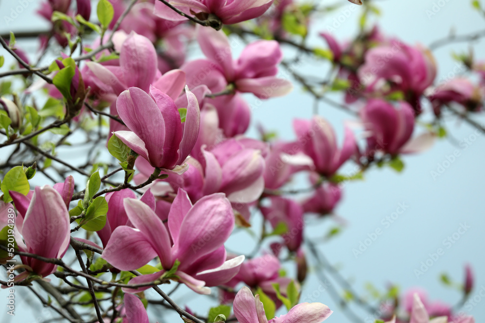 Beautiful magnolia tree with pink flowers on blurred background, closeup