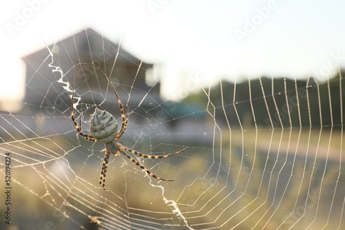 Fotografering Argiope spider spinning its cobweb in countryside, closeup
