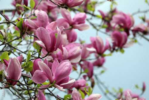 Beautiful magnolia tree with pink flowers on blurred background  closeup