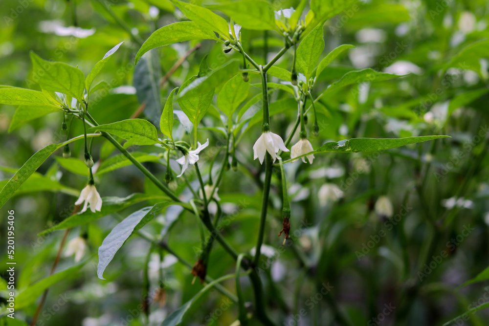 Blooming cayenne pepper. white flower in the garden Blooming cayenne pepper. white flower in the garden