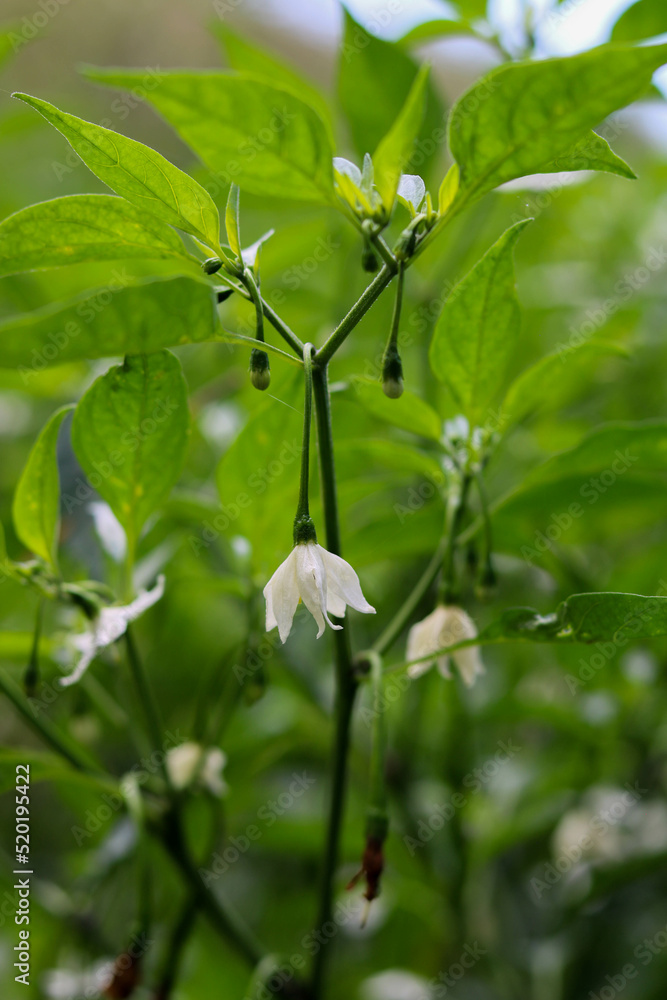 Blooming cayenne pepper. white flower in the garden Blooming cayenne pepper. white flower in the garden