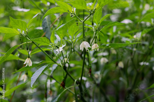 Blooming cayenne pepper. white flower in the garden