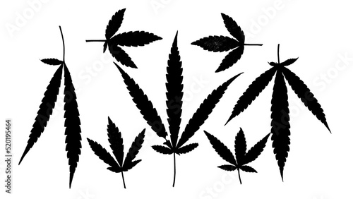 cannabis leaf silhouette black white background vector illustration