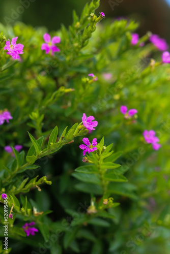 Cuphea hyssopifolia, the false heather, Mexican heather, Hawaiian heather or elfin herb, is a small evergreen shrub native to Mexico, Guatemala, and Honduras. Beautiful flower background