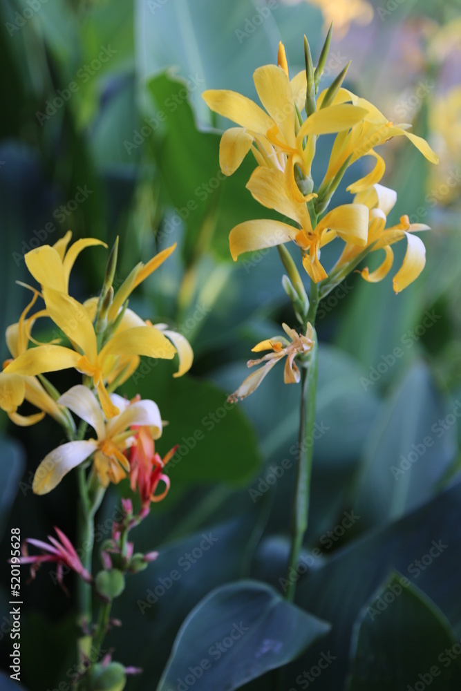 Obraz premium Canna