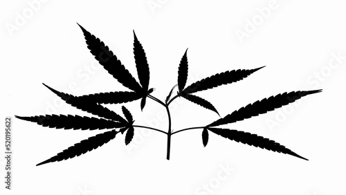 cannabis leaf silhouette black white background vector illustration