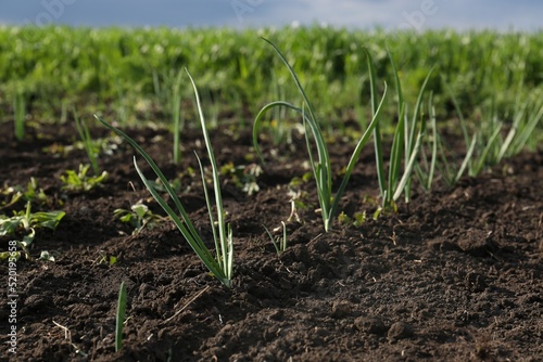 Young green onion sprouts growing in field